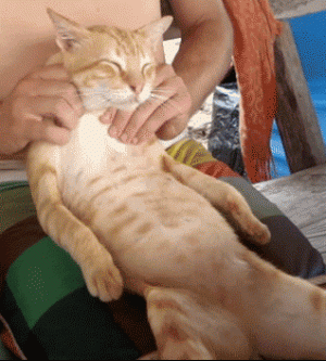 2abf1b6256b55b865b9beb1e04953ed1.gif