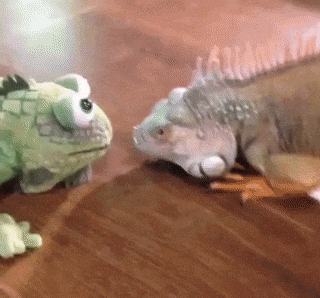 lizard fight.gif