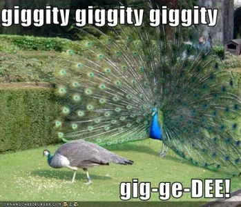funny-pictures-family-guy-peacock.webp