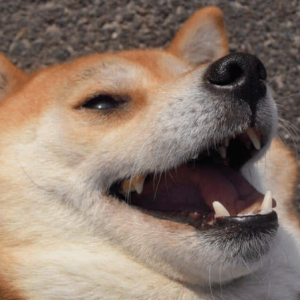 youve-been-visited-by-the-doge-of-laughter-you-will-50198088.png