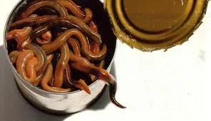 canofworms.webp