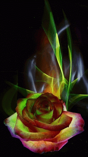flower.gif