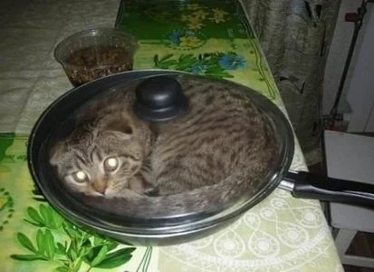 fried kitty.webp