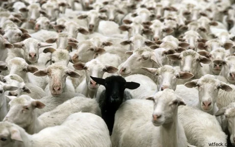 a-real-black-sheep.webp
