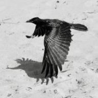 corvidae