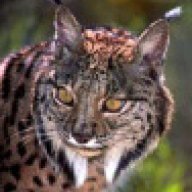 Lynx