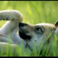 WhiteWolf