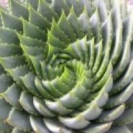 Phyllotaxis