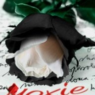 Moxie