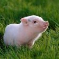 Mossy Piglet