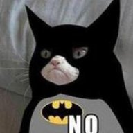 iHeartCats