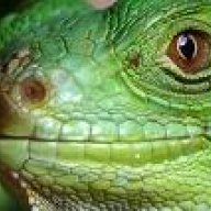 Zen Lizard