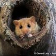 Dormouse31