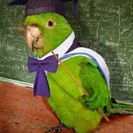 Parrot