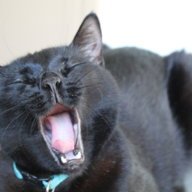 Dal