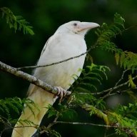 Branwen