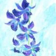 EnchantedOrchid