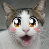 Animekitty