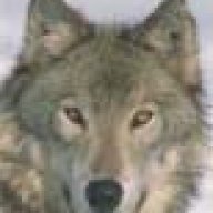 Canis lupus