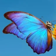 softyemily