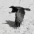 corvidae