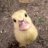 Thekakapo