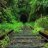 Verdant