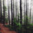 ForestPath